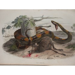 Histoire naturelle de Lacépède comprenant les cétacés, les quadrupèdes ovipares, les serpents et les poissons.