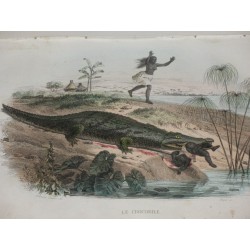 Histoire naturelle de Lacépède comprenant les cétacés, les quadrupèdes ovipares, les serpents et les poissons.