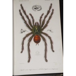Dictionnaire universel d'histoire naturelle. Atlas tome troisième. Zoologie botanique