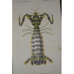 Dictionnaire universel d'histoire naturelle. Atlas tome troisième. Zoologie botanique