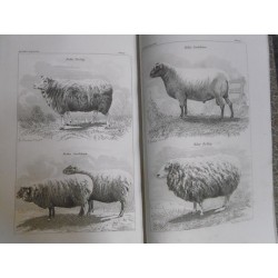 dictionnaire usuel de chirurgie et de médecine vétérinaires. Manuel pratique ou l'on trouve exposés avec clarté…