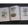 Flore médicale usuelle et industrielle du XIXème siècle