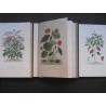 Flore médicale usuelle et industrielle du XIXème siècle