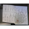 flore sauvage " tables d'adventices"