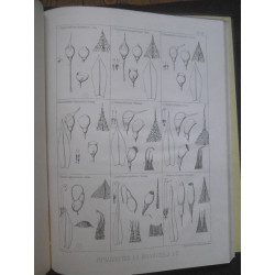 iconographie des mousses