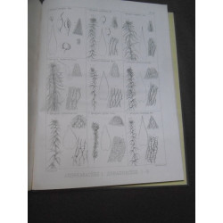 iconographie des mousses